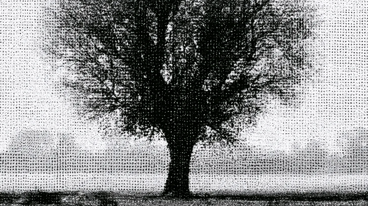 A solitary black poplar tree in leaf, standing alone in a misty field.