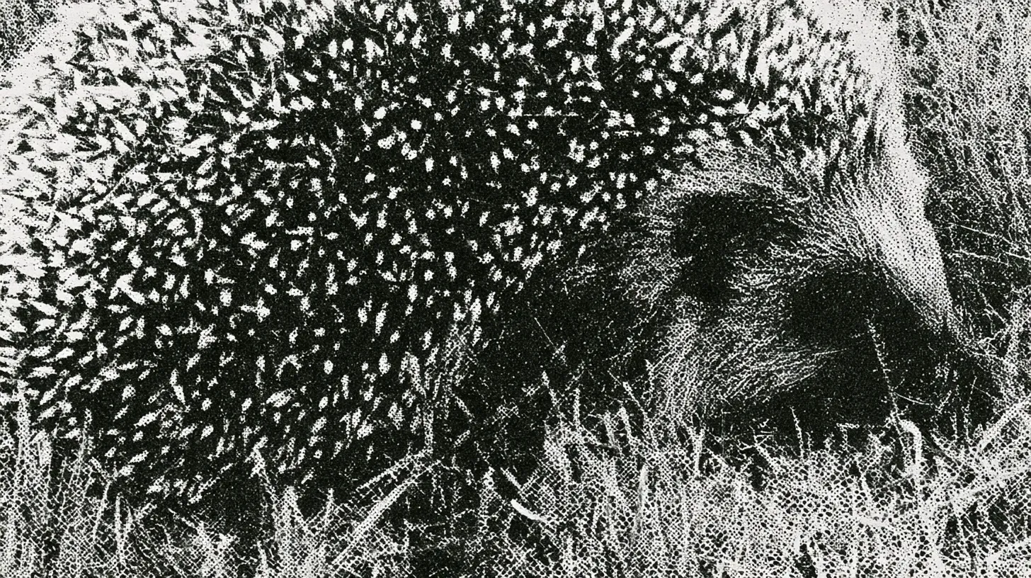 A close halftone view of a hedgehog's raised spines, its face and body shadowed among grass.