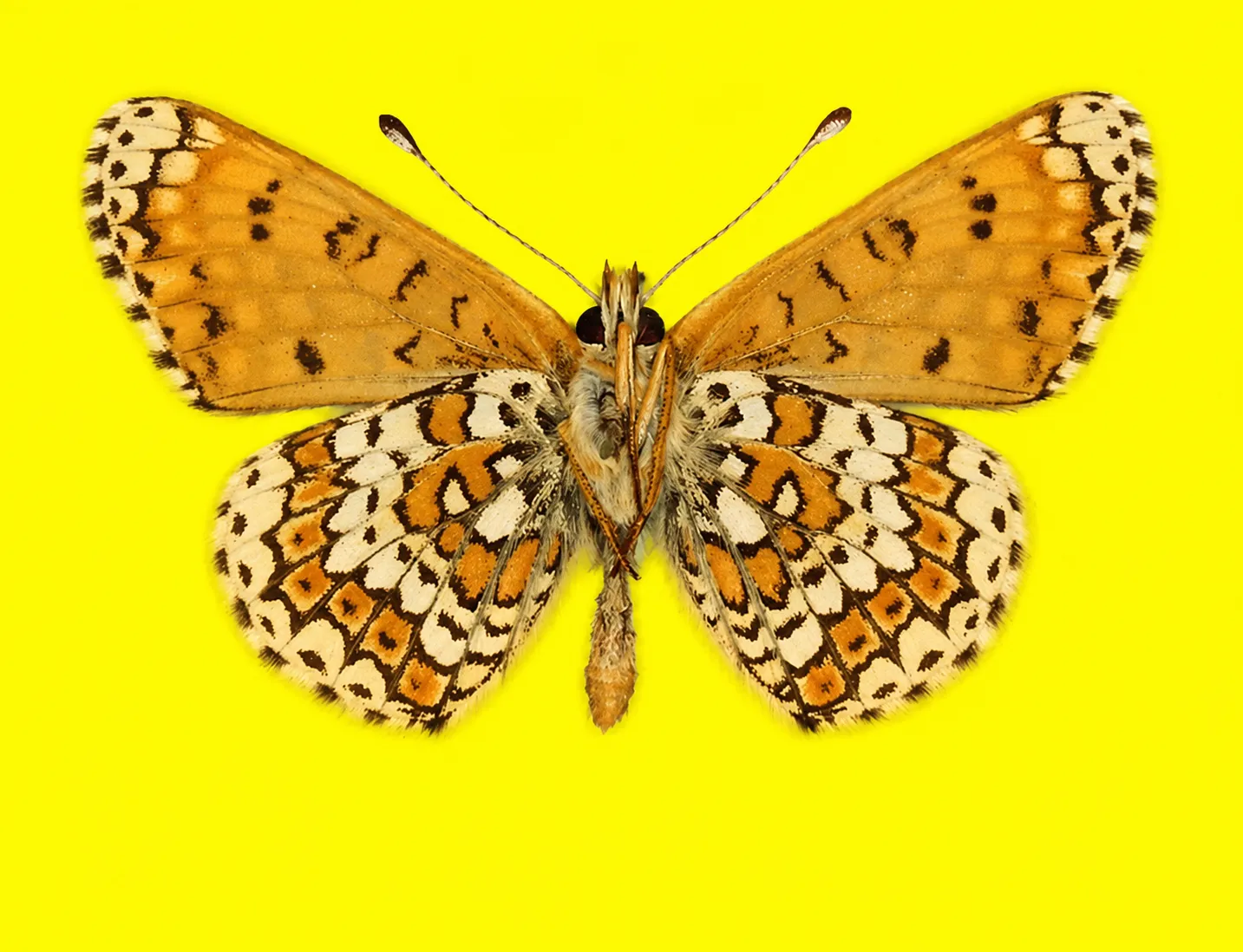 A Glanville fritillary specimen against a vivid yellow ground, wings spread to show the chequered orange, cream and black pattern and the fine dark veining.