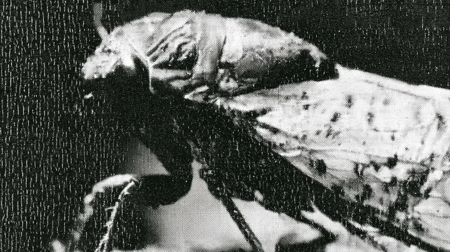 An extreme close-up of a cicada in profile, wings folded, resting on patterned fabric.